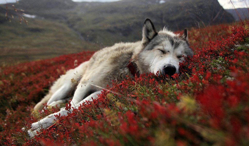 Обои цветы, природа, сон, собака, лежит, весна, хаски, flowers, nature, sleep, dog, lies, spring, husky разрешение 1920x1200 Загрузить