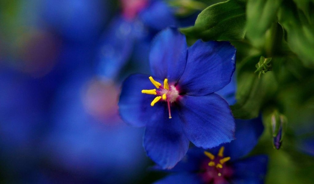 Обои макро, синий, цветок, размытость, красиво, macro, blue, flower, blur, beautiful разрешение 1920x1200 Загрузить