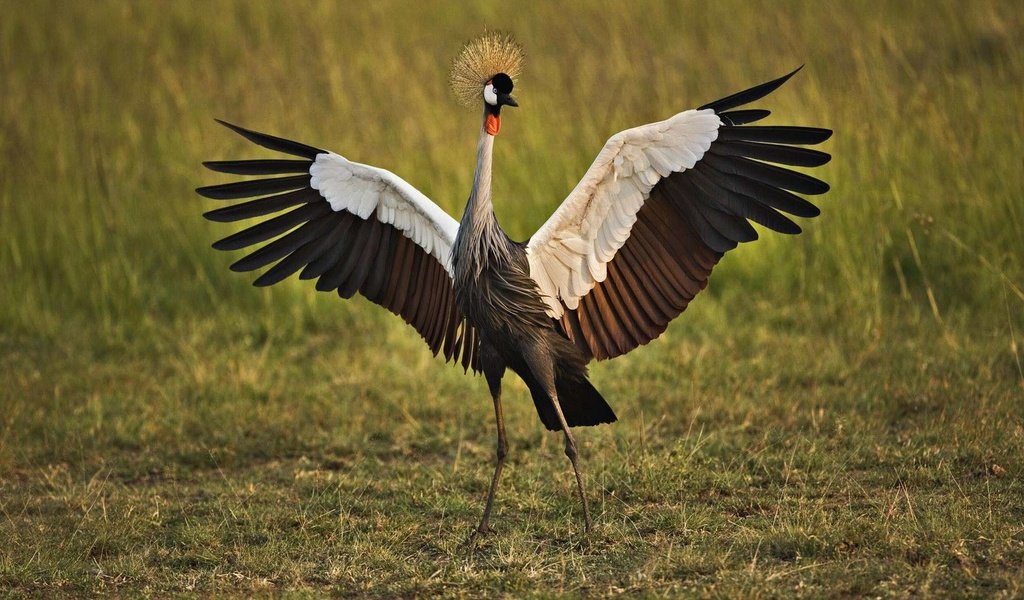 Обои птица, венценосный журавль, bird, crowned crane разрешение 1920x1200 Загрузить