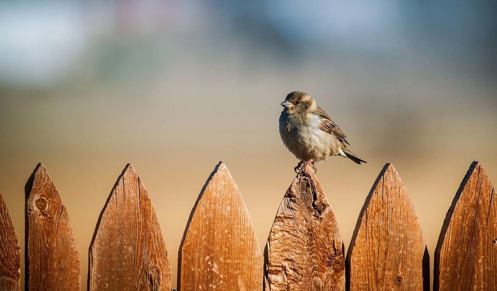 Обои забор, птица, воробей, the fence, bird, sparrow разрешение 1920x1200 Загрузить