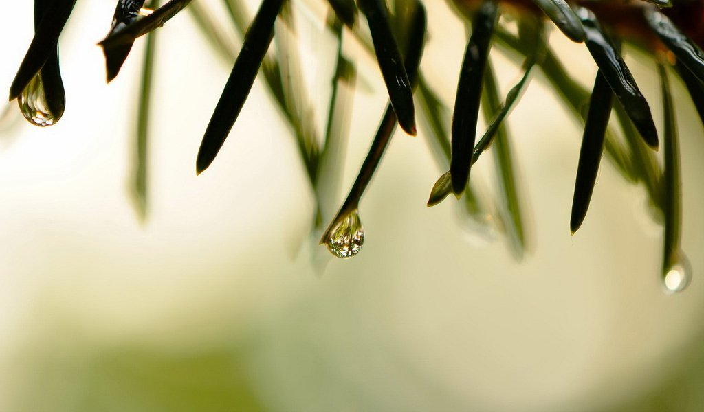 Обои трава, природа, макро, роса, капли, grass, nature, macro, rosa, drops разрешение 1920x1200 Загрузить