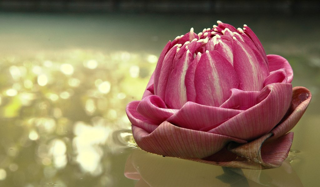 Обои вода, цветок, блики, лотос, розовый, water, flower, glare, lotus, pink разрешение 1920x1080 Загрузить