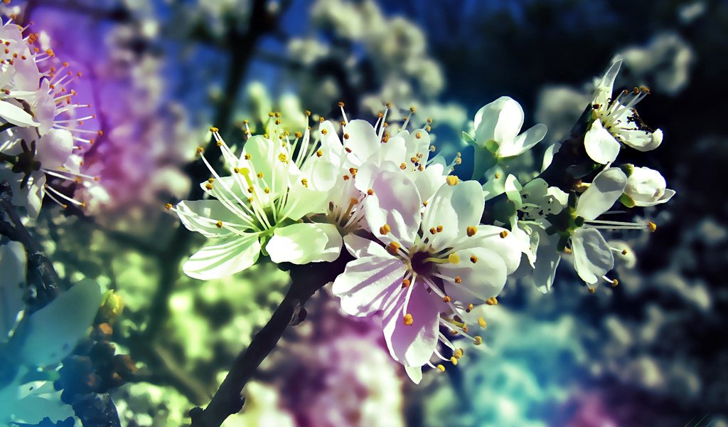 Обои дерево, цветение, ветки, весна, tree, flowering, branches, spring разрешение 1920x1080 Загрузить