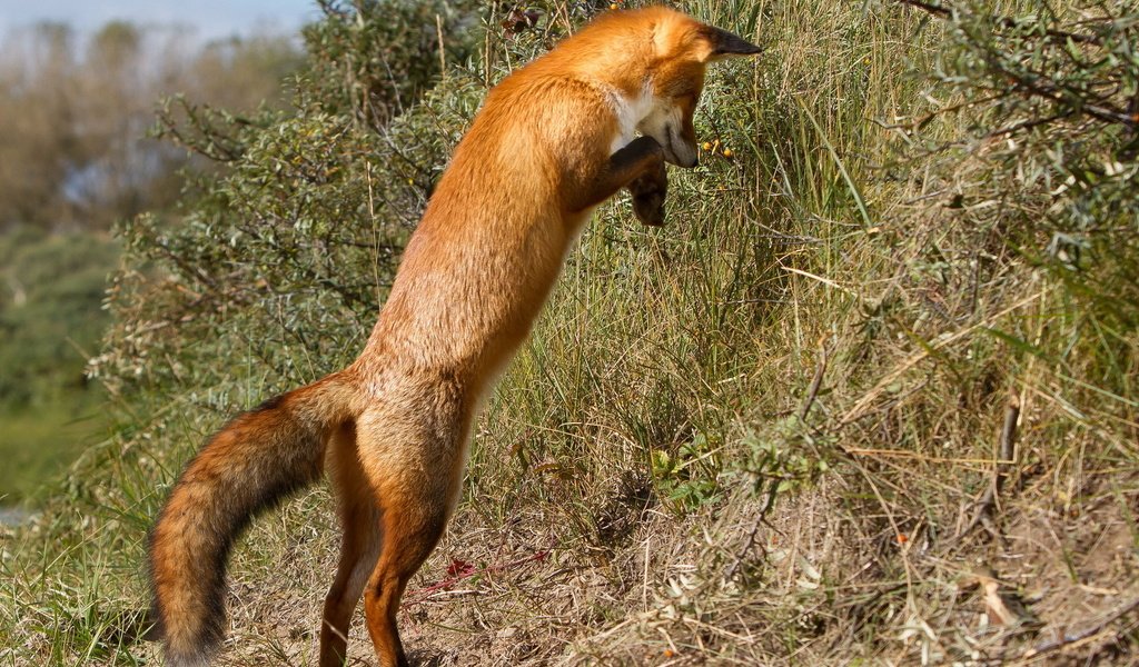 Обои природа, фон, прыжок, рыжая, лиса, лисица, nature, background, jump, red, fox разрешение 1920x1200 Загрузить