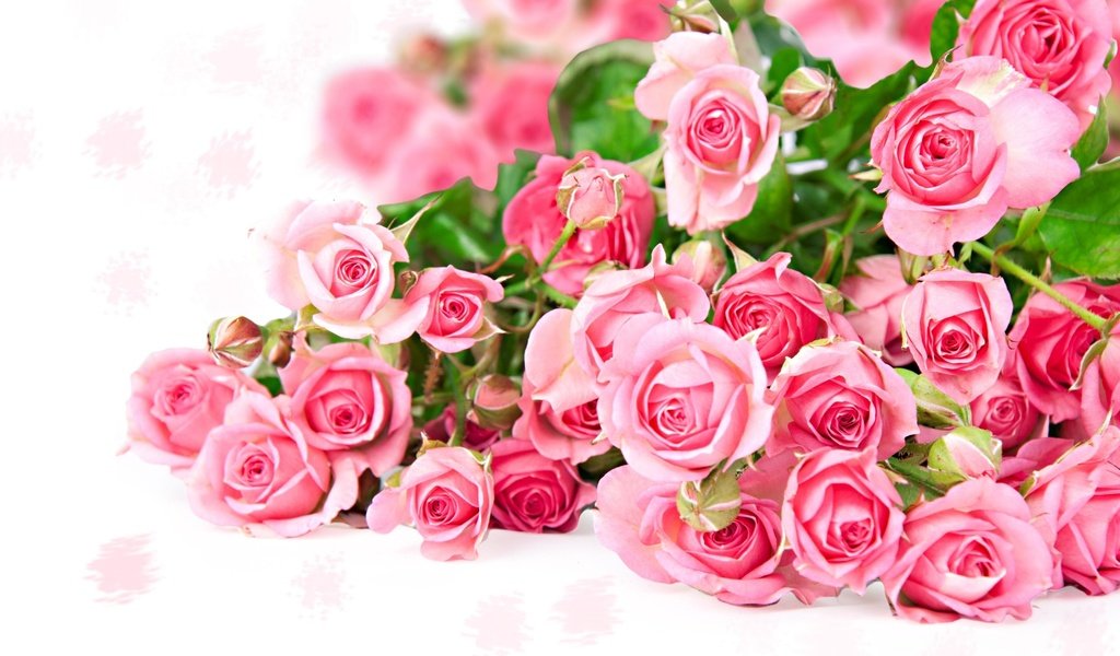 Обои цветы, розы, букет, розовый, бкет роз, flowers, roses, bouquet, pink, bcet roses разрешение 2560x1600 Загрузить