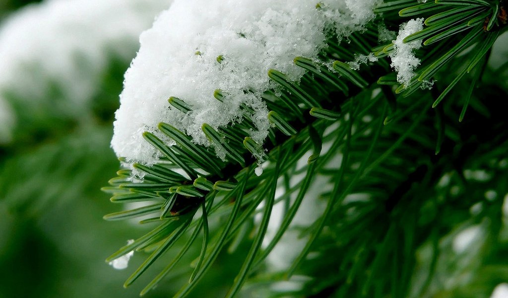 Обои ветка, снег, лес, хвоя, зима, макро, branch, snow, forest, needles, winter, macro разрешение 1920x1200 Загрузить