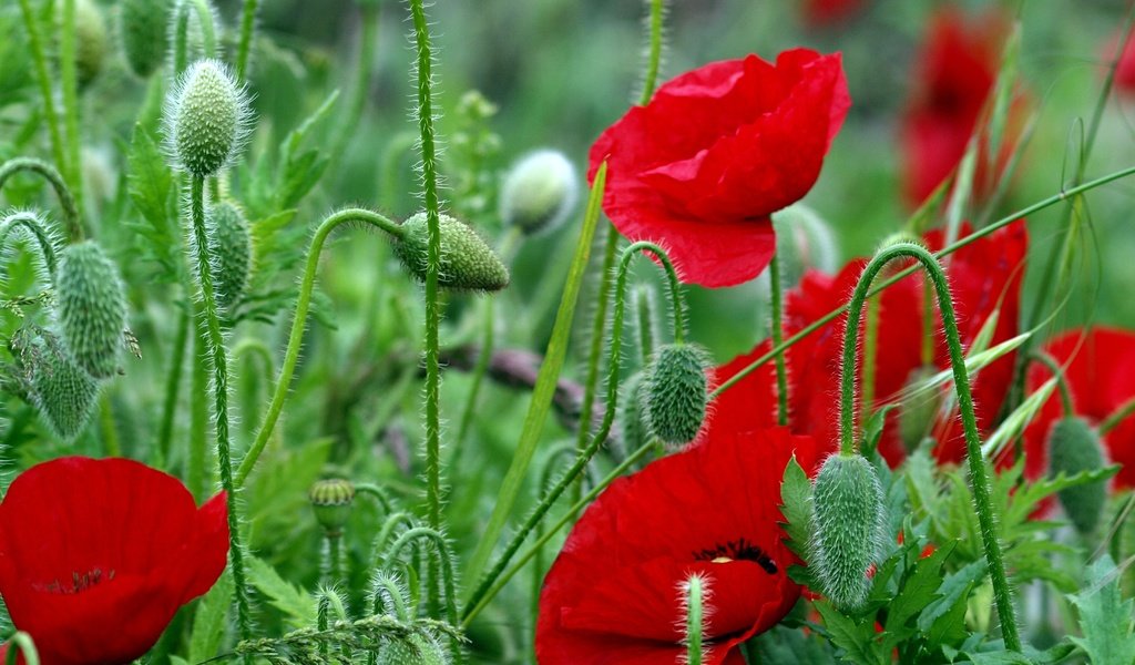 Обои цветы, листья, красные, красный, маки, стебли, яркие, полевые, flowers, leaves, red, maki, stems, bright, field разрешение 4032x2567 Загрузить