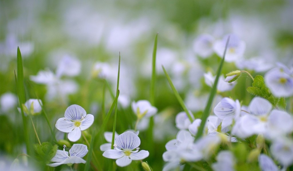 Обои цветы, зелень, поляна, cvety, vesna, priroda, flowers, greens, glade разрешение 1936x1296 Загрузить