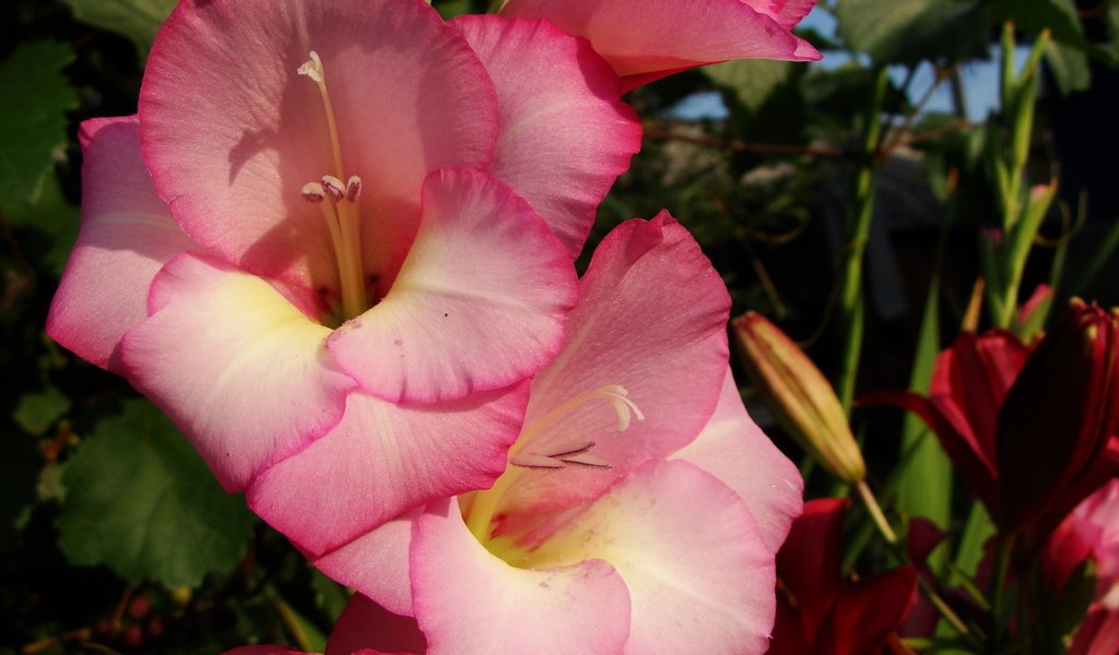 Обои цветы, лепестки, гладиолус, cvety, rozovyj, gladiolusy, flowers, petals, gladiolus разрешение 2592x1944 Загрузить