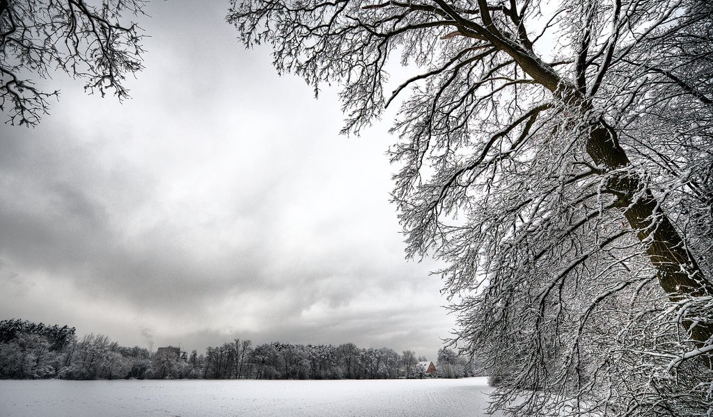 Обои деревья, снег, зима, ветки, иней, белый, холод, trees, snow, winter, branches, frost, white, cold разрешение 2560x1600 Загрузить