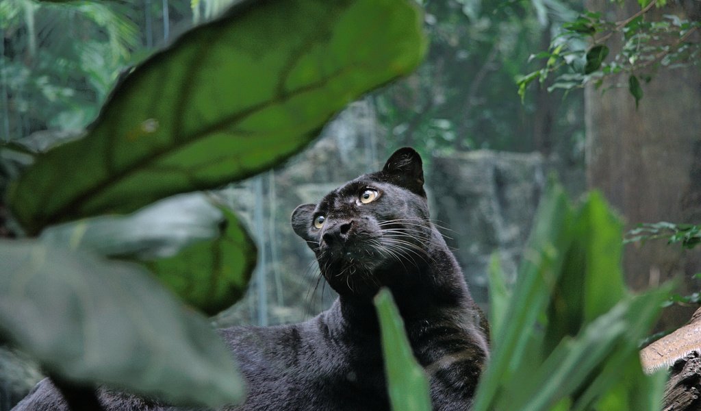 Обои хищник, большая кошка, пантера, черная, джунгли, predator, big cat, panther, black, jungle разрешение 3452x2300 Загрузить