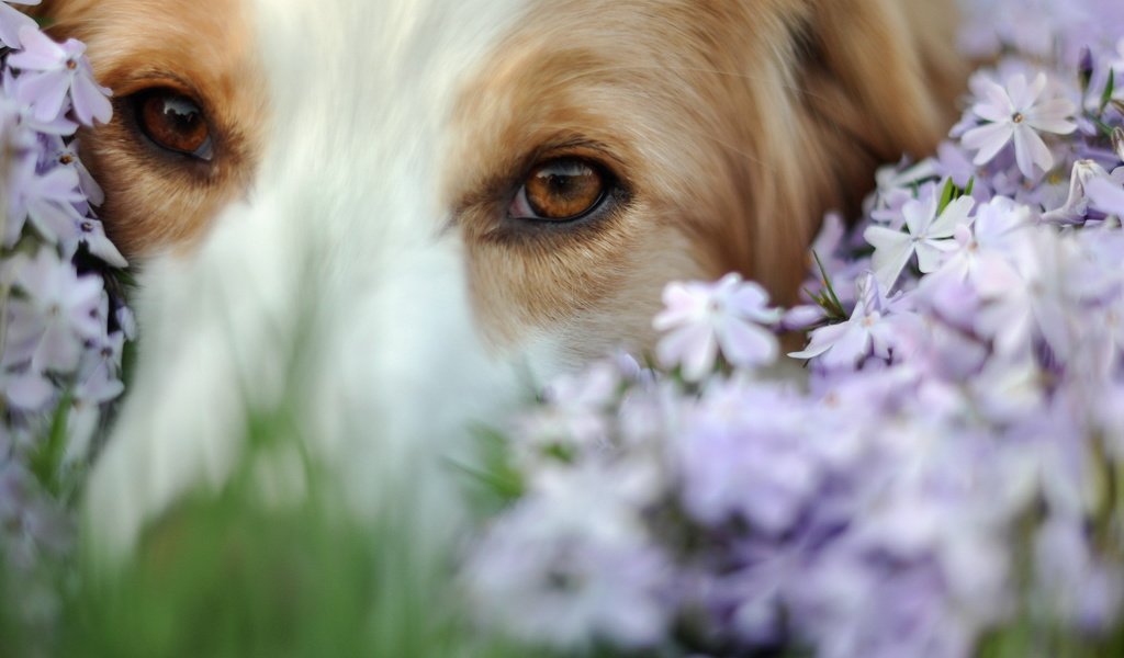 Обои глаза, цветы, мордочка, взгляд, собака, eyes, flowers, muzzle, look, dog разрешение 1920x1200 Загрузить