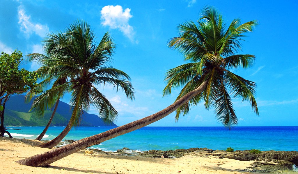 Обои море, пляж, тропики, sea, beach, tropics разрешение 3953x2564 Загрузить