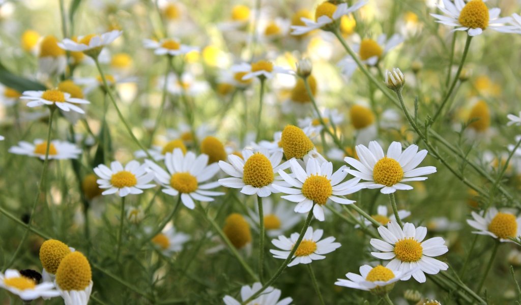 Обои цветы, лето, луг, ромашки, flowers, summer, meadow, chamomile разрешение 3600x2400 Загрузить