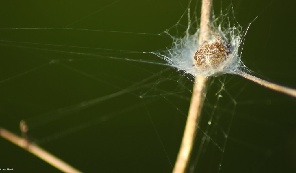 Обои трава, паук, grass, spider разрешение 1920x1080 Загрузить