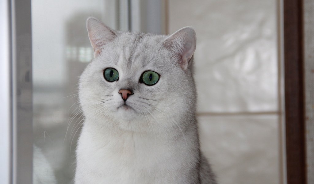 Обои кошка, окно, зеленые глаза, британская шиншилла, cat, window, green eyes, british chinchilla разрешение 1920x1080 Загрузить