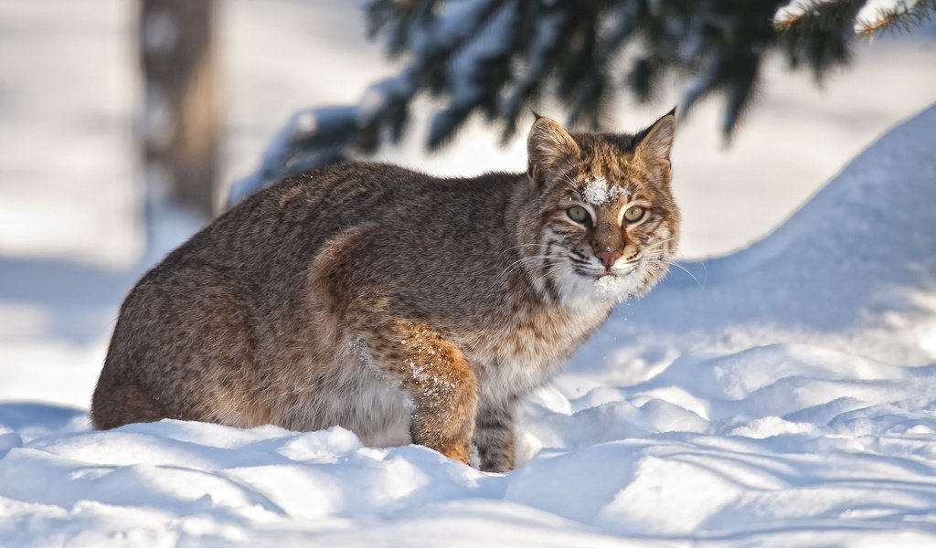 Обои снег, зима, рысь, snow, winter, lynx разрешение 1920x1200 Загрузить