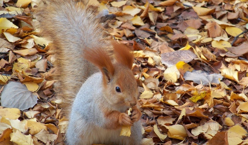 Обои листья, осень, белка, орех, грызет, leaves, autumn, protein, walnut, nibbles разрешение 2560x1600 Загрузить