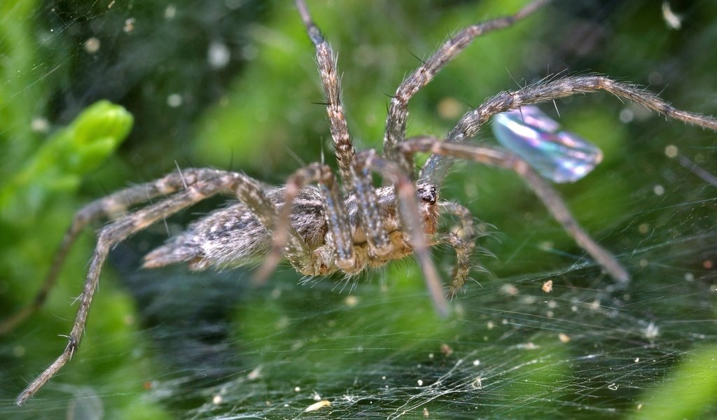 Обои макро, капли, блеск, паук, паутина, macro, drops, shine, spider, web разрешение 1920x1200 Загрузить