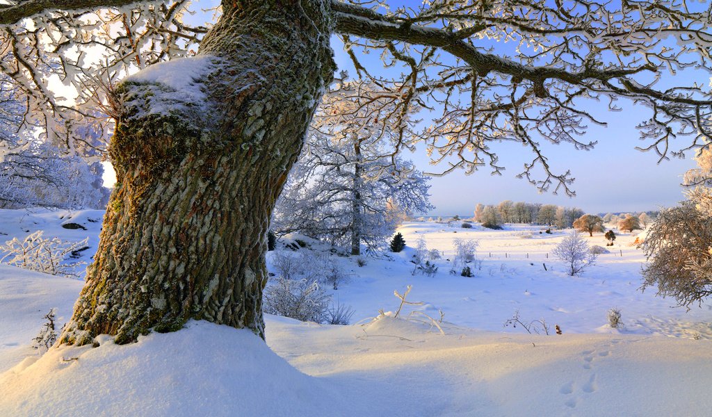 Обои снег, природа, дерево, зима, ветки, snow, nature, tree, winter, branches разрешение 1920x1200 Загрузить