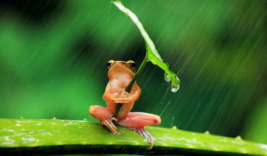 Обои фон, листок, лягушка, дождь, background, leaf, frog, rain разрешение 1920x1250 Загрузить