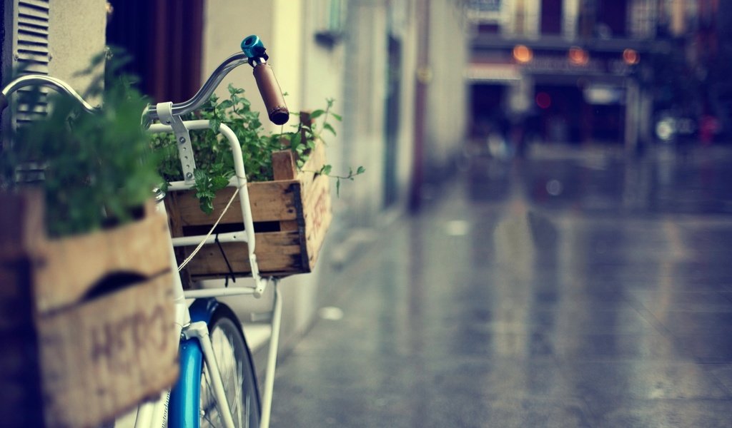 Обои зелень, город, велосипед, корзинка, greens, the city, bike, basket разрешение 1920x1200 Загрузить