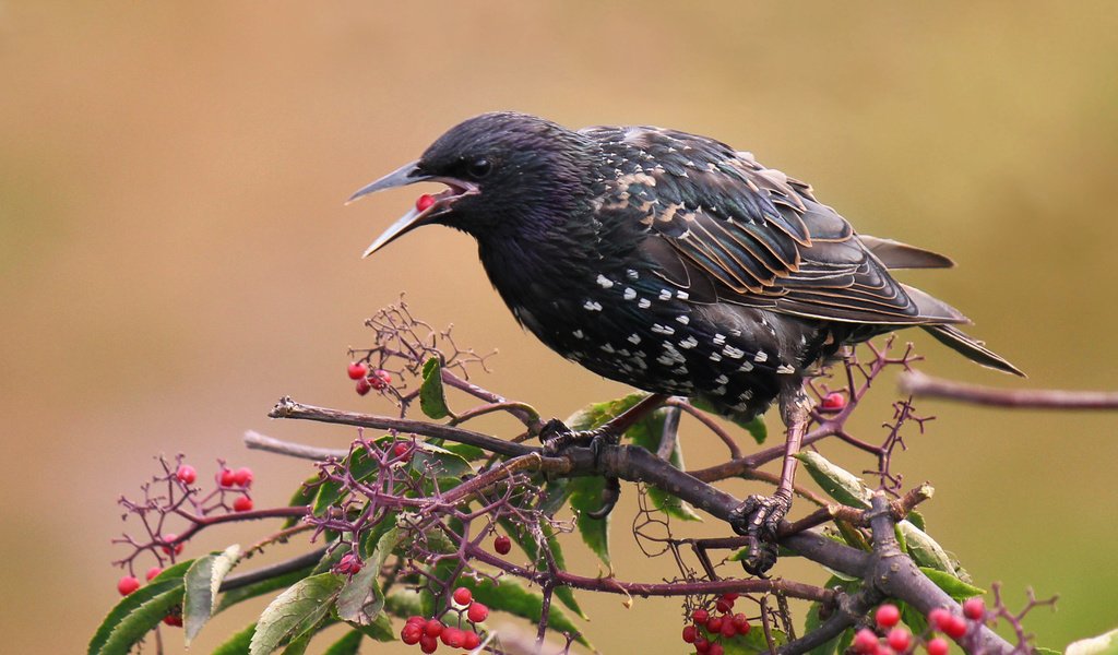 Обои ветка, листья, ягода, птицы, скворец, branch, leaves, berry, birds, starling разрешение 2877x1918 Загрузить