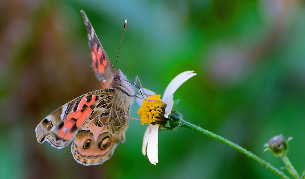 Обои цветок, бабочка, насекомые, flower, butterfly, insects разрешение 1920x1226 Загрузить