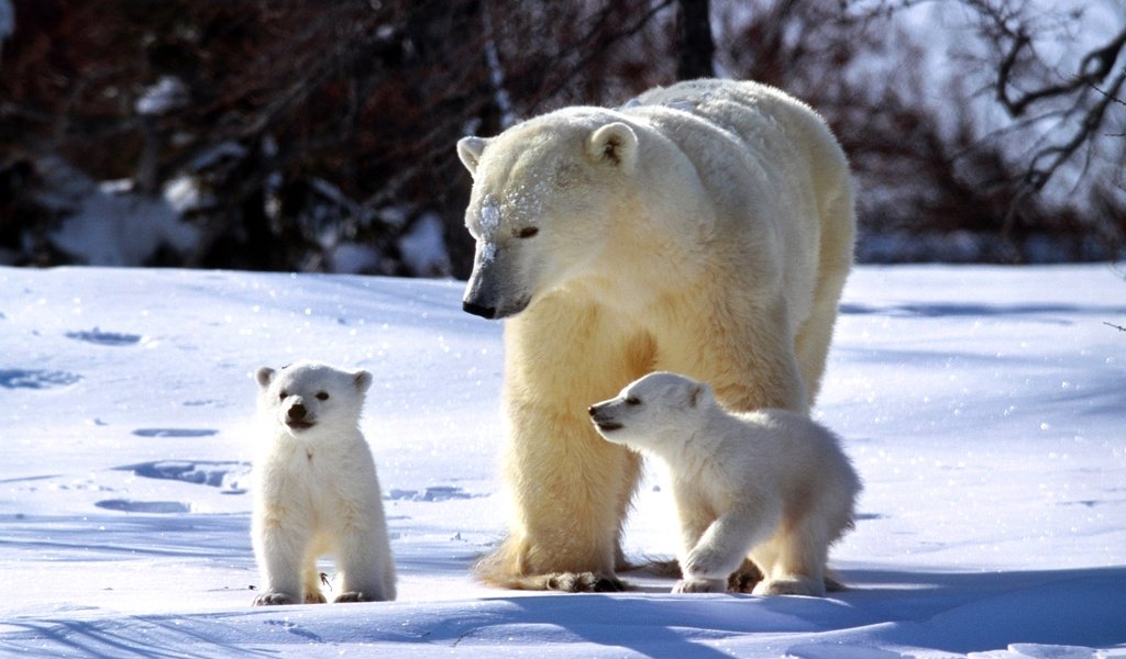 Обои полярный медведь, медведь, семья, медведи, белый медведь, медвежата, polar bear, bear, family, bears разрешение 1920x1200 Загрузить
