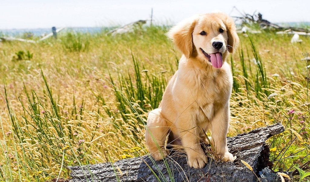 Обои трава, природа, поле, собака, щенок, язык, золотистый ретривер, grass, nature, field, dog, puppy, language, golden retriever разрешение 1920x1200 Загрузить