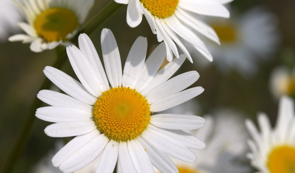 Обои цветы, макро, лепестки, ромашки, белые, flowers, macro, petals, chamomile, white разрешение 2560x1600 Загрузить