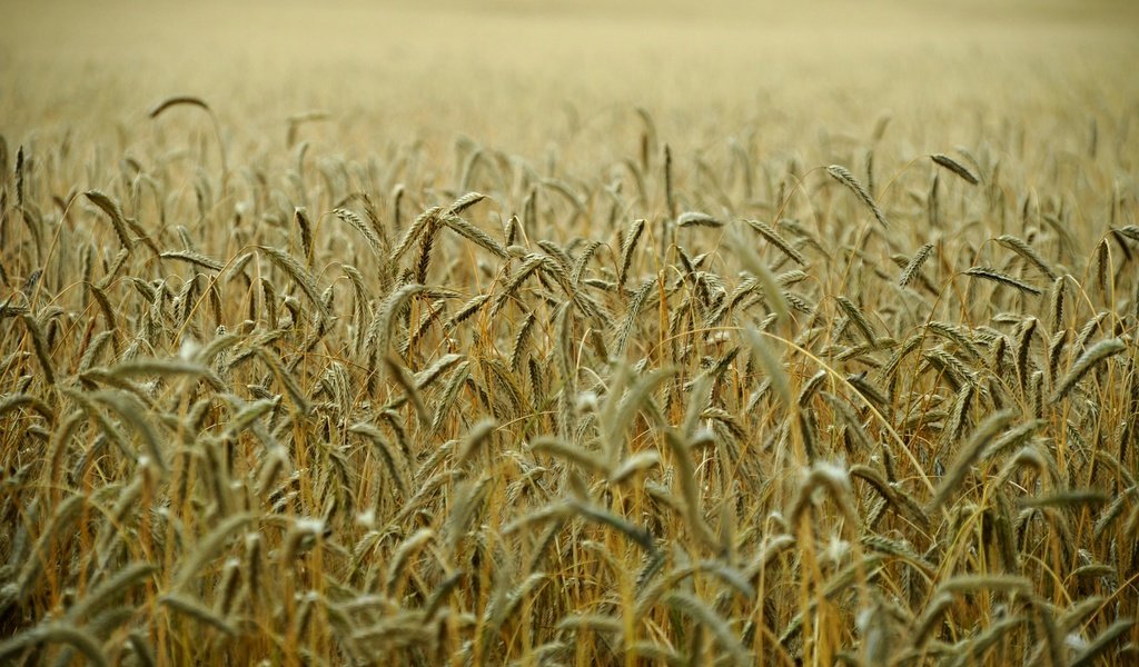 Обои поле, колосья, пшеница, стебли, field, ears, wheat, stems разрешение 1920x1275 Загрузить