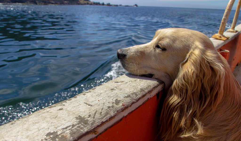 Обои вода, собака, лодка, сеттер, water, dog, boat, setter разрешение 2560x1600 Загрузить