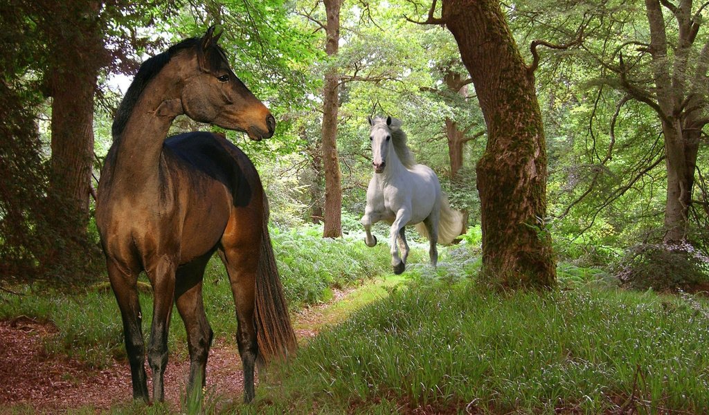 Обои природа, лес, лошади, nature, forest, horse разрешение 1920x1080 Загрузить