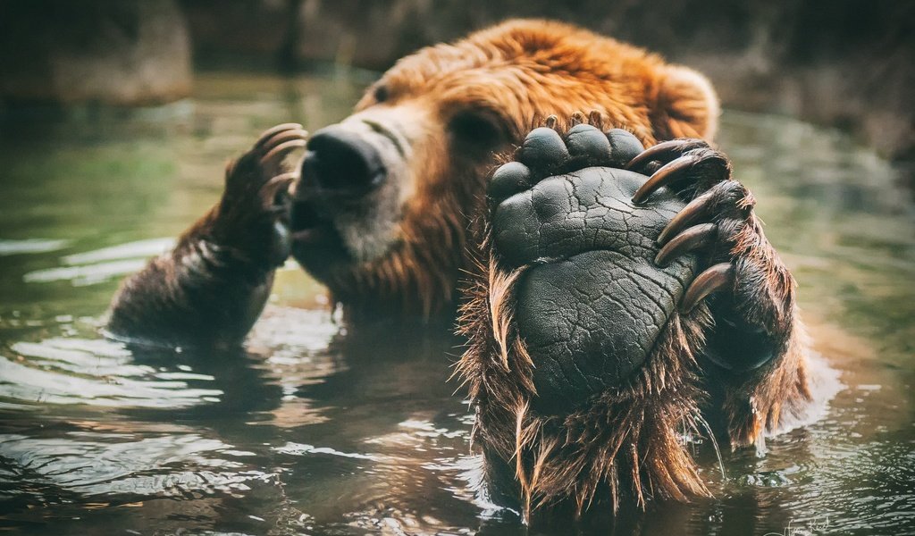 Обои медведь, купание, лапа, бурый, bear, bathing, paw, brown разрешение 2048x1381 Загрузить