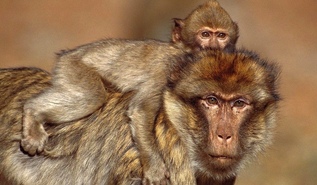 Обои макаки, обезьяны, barbary macaques, macaques, monkey разрешение 1920x1200 Загрузить