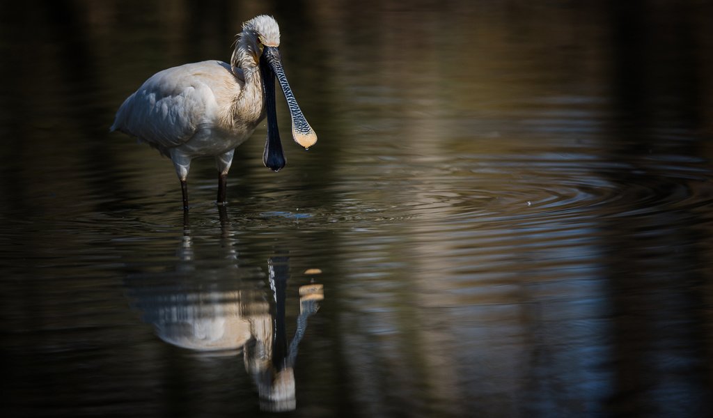 Обои вода, отражение, птица, клюв, белая, колпица, water, reflection, bird, beak, white, spoonbill разрешение 1980x1114 Загрузить