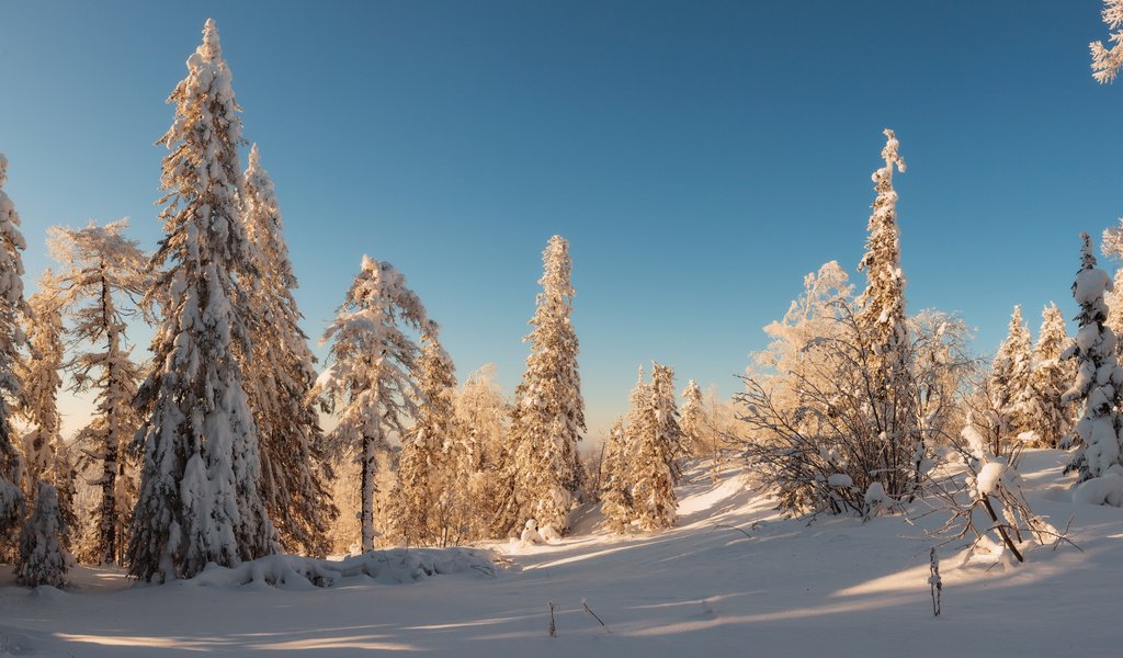 Обои деревья, снег, лес, зима, trees, snow, forest, winter разрешение 1920x1080 Загрузить