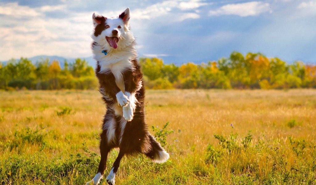 Обои природа, собака, прыжок, язык, бордер-колли, nature, dog, jump, language, the border collie разрешение 1920x1080 Загрузить