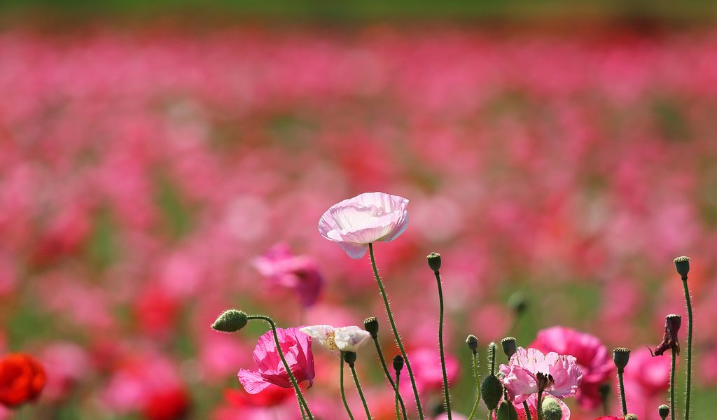 Обои цветы, поле, лепестки, маки, луг, flowers, field, petals, maki, meadow разрешение 2048x1356 Загрузить