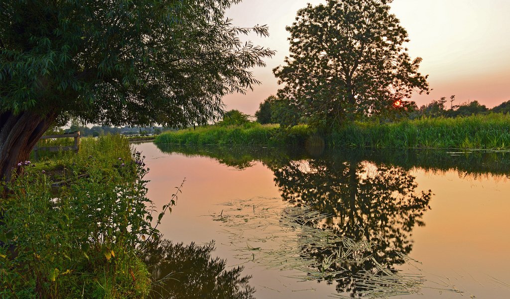 Обои деревья, вода, природа, закат, камыш, trees, water, nature, sunset, reed разрешение 1920x1200 Загрузить