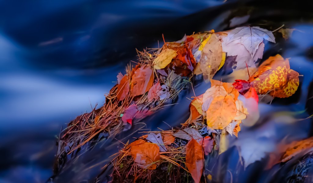 Обои река, камни, листья, ручей, осень, поток, осенние листья, river, stones, leaves, stream, autumn, autumn leaves разрешение 1931x1291 Загрузить