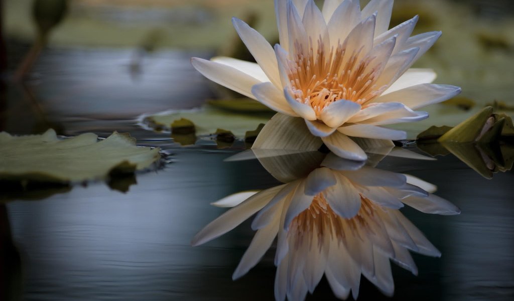 Обои вода, отражение, цветок, лилия, кувшинка, нимфея, водяная лилия, water, reflection, flower, lily, nymphaeum, water lily разрешение 2048x1356 Загрузить