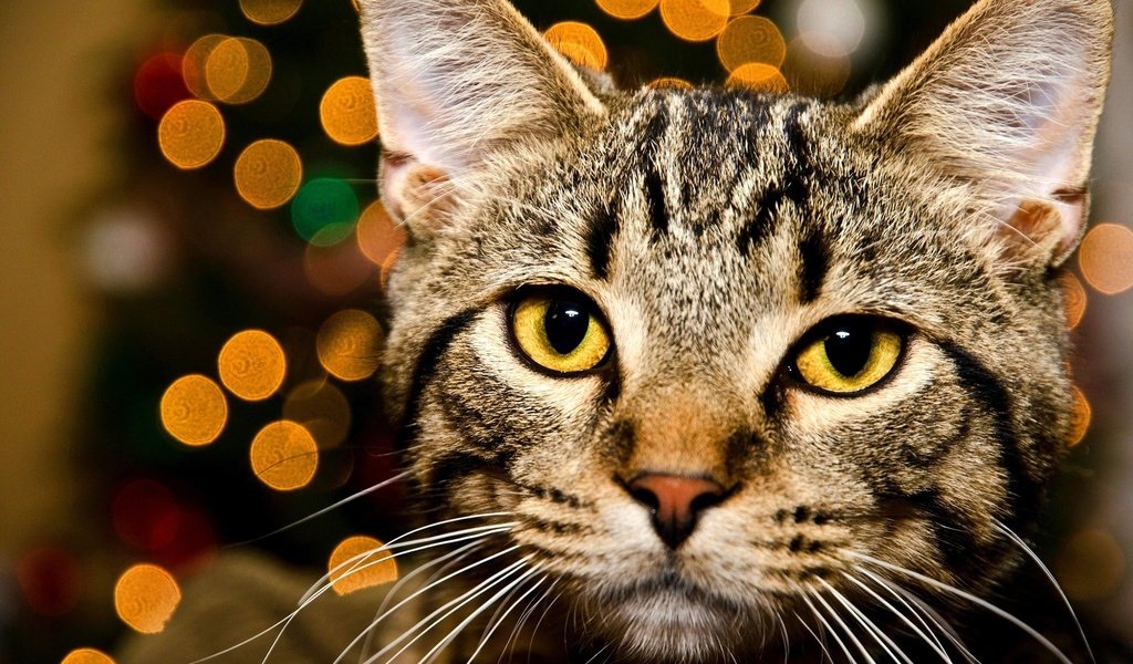 Обои глаза, морда, огни, кот, кошка, взгляд, желтые, полосатый, боке, bokeh, eyes, face, lights, cat, look, yellow, striped разрешение 2000x1324 Загрузить