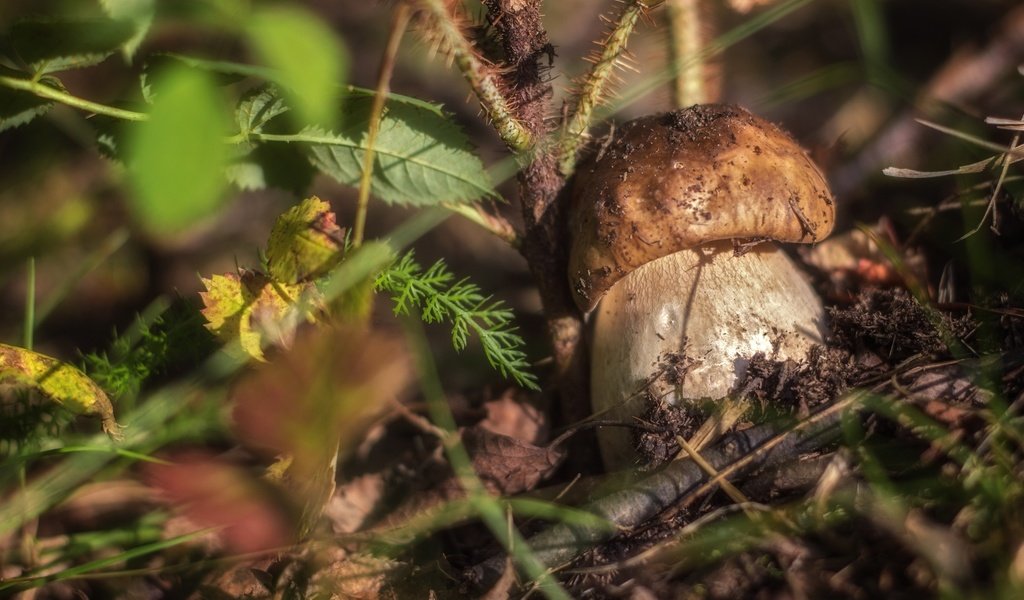 Обои трава, природа, макро, гриб, боровик, grass, nature, macro, mushroom, borovik разрешение 2400x1532 Загрузить