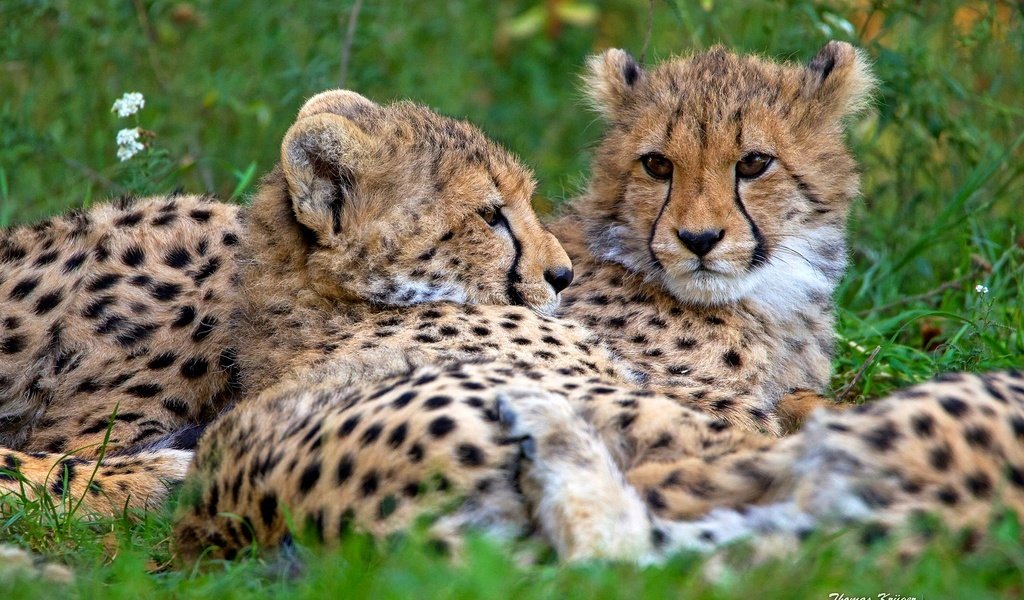 Обои морда, пара, отдых, дикие кошки, хищники, гепарды, face, pair, stay, wild cats, predators, cheetahs разрешение 2048x1365 Загрузить