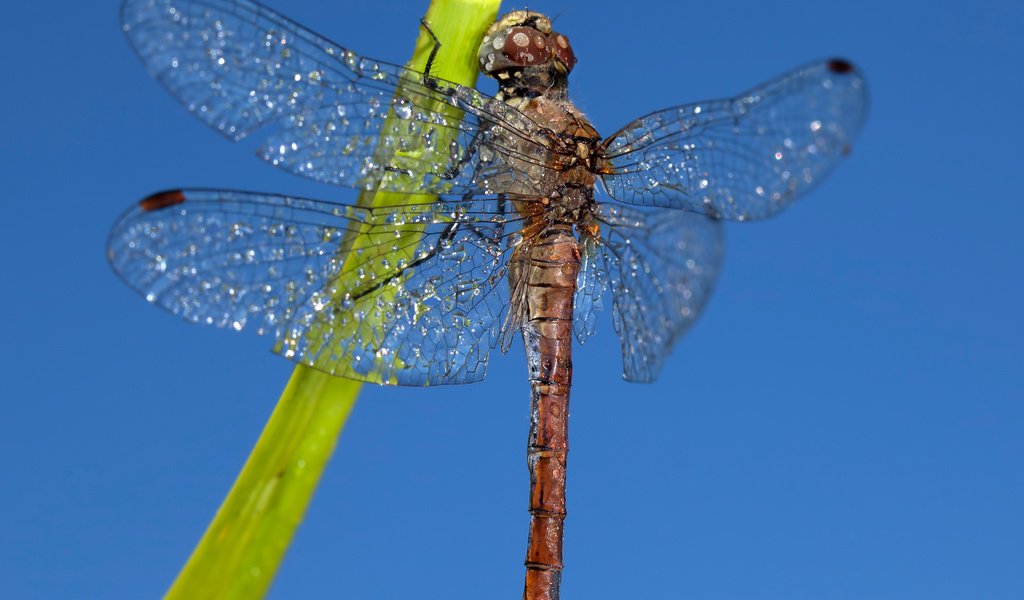 Обои небо, насекомое, крылья, стрекоза, the sky, insect, wings, dragonfly разрешение 2880x2017 Загрузить