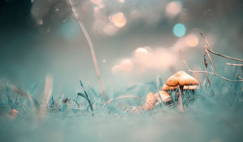 Обои природа, фон, грибы, nature, background, mushrooms разрешение 1920x1152 Загрузить