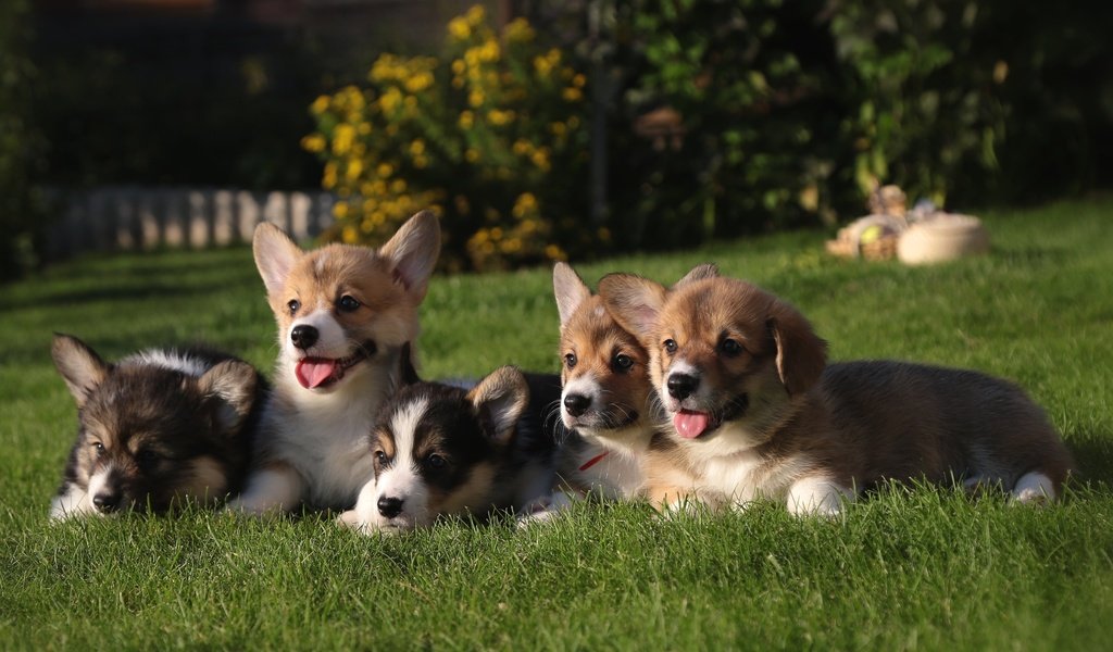 Обои трава, щенки, собаки, вельш-корги, grass, puppies, dogs, welsh corgi разрешение 2400x1435 Загрузить