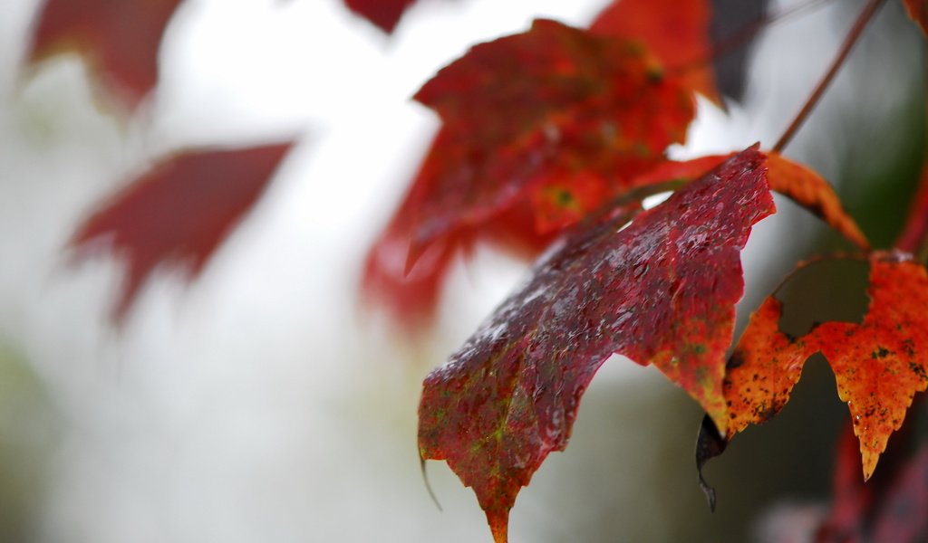 Обои природа, листья, осень, размытость, осенние листья, nature, leaves, autumn, blur, autumn leaves разрешение 2560x1707 Загрузить